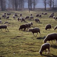 TIERE